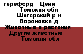 герефорд › Цена ­ 50 000 - Томская обл., Шегарский р-н, Вороновка д. Животные и растения » Другие животные   . Томская обл.